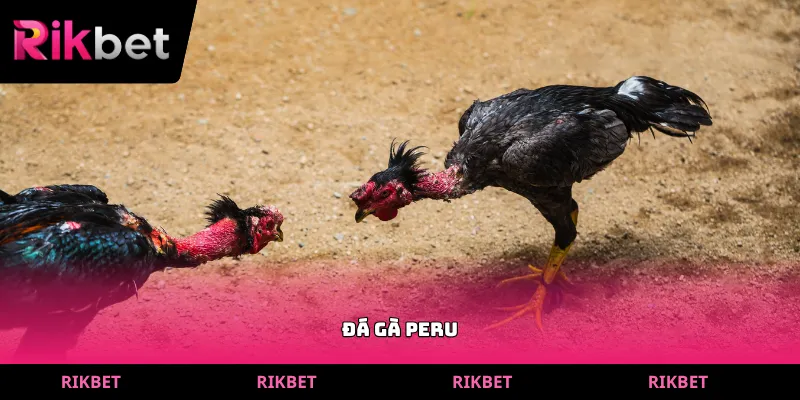 đá gà peru